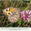 hipparchia pellucida daghestan female1